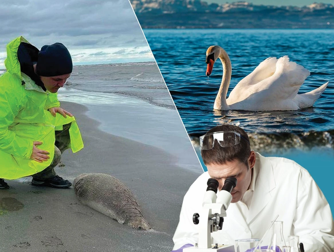 Aqqý, balyq hám kıik... Tirshilik ıelerin tirideı qyrǵan ne?