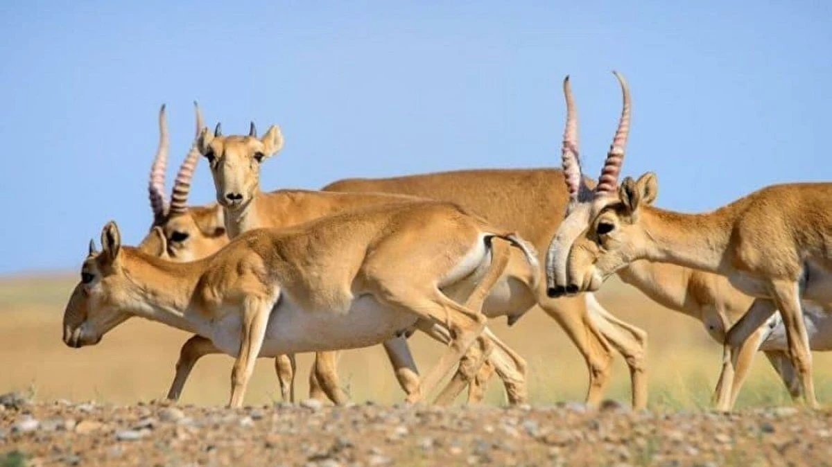 Elimizde kıikti atýǵa qaıtadan tyıym salyndy
