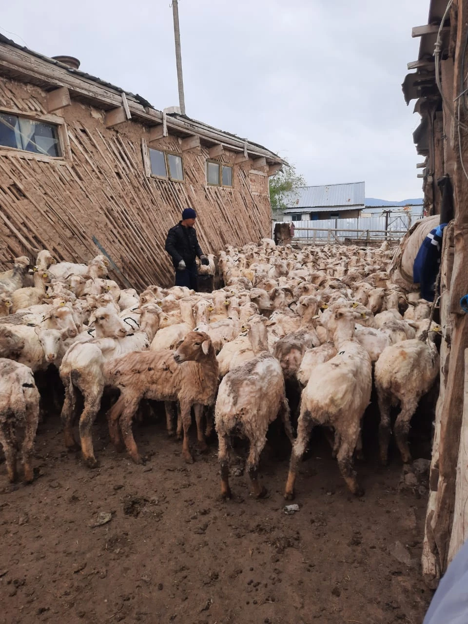 Qoı-eshki, sıyr kemip, jylqy men túıe kóbeıgen