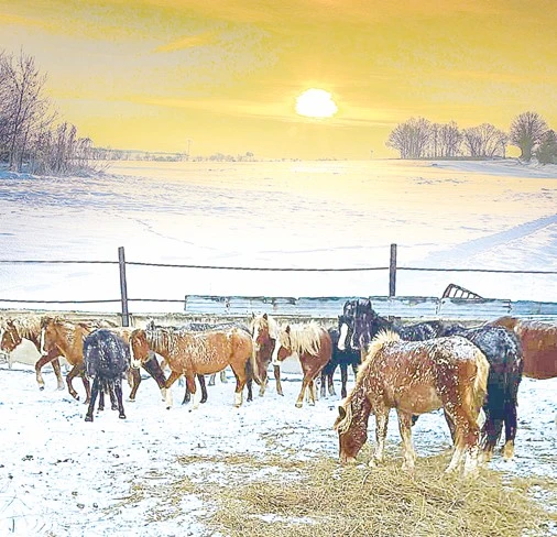 Kereký jylqysy nege jutady?