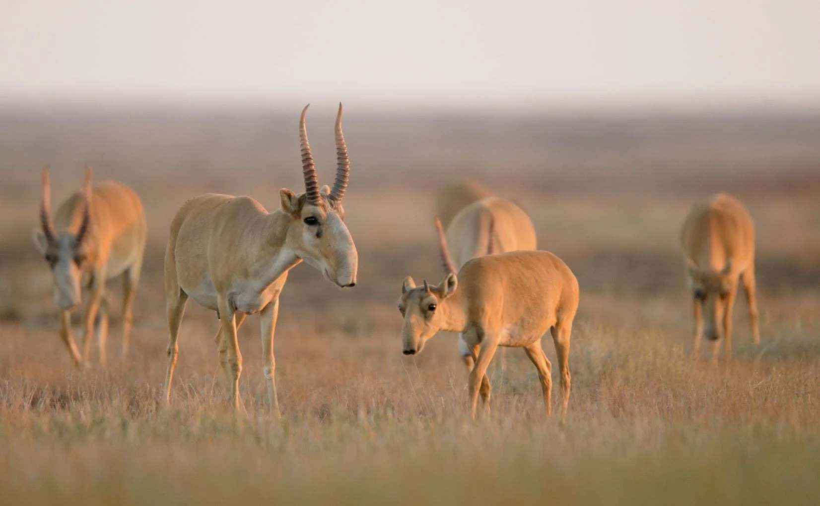 Kıik atý toqtatyldy