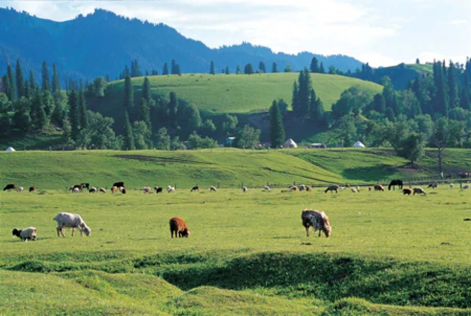 Jaıylymdy josyqsyz ıemdený joıylady