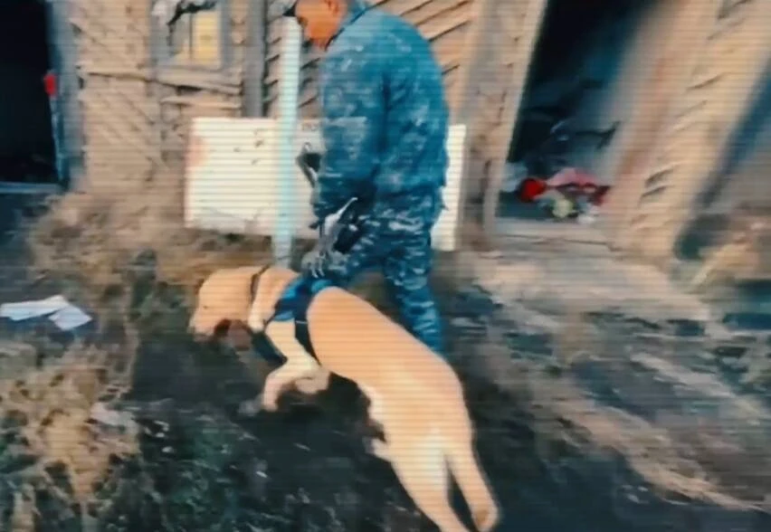 Kisi óltirý, tonaý, urlyq. Itterdiń kómegimen qandaı qylmys ashylǵany aıtyldy