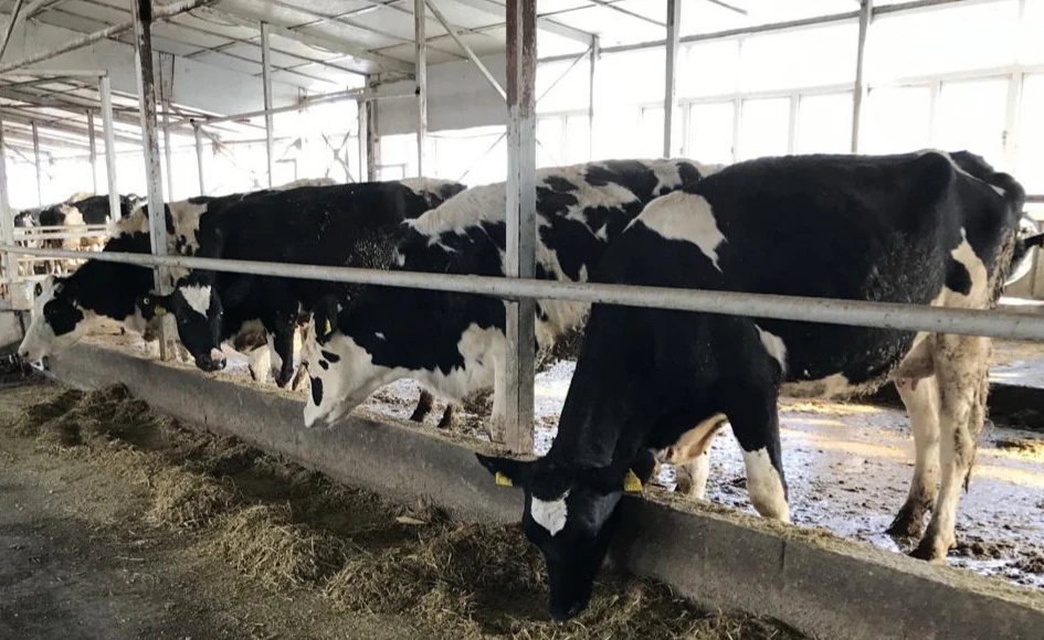 Asyl tuqymdy mal sany kóbeıdi