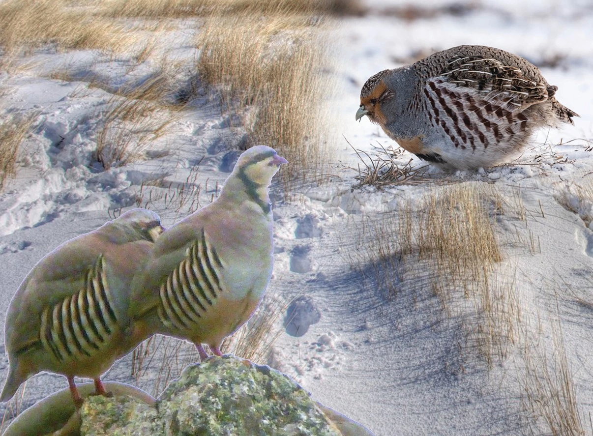 Tarǵyl kekilik taǵdyry ne bolmaq?