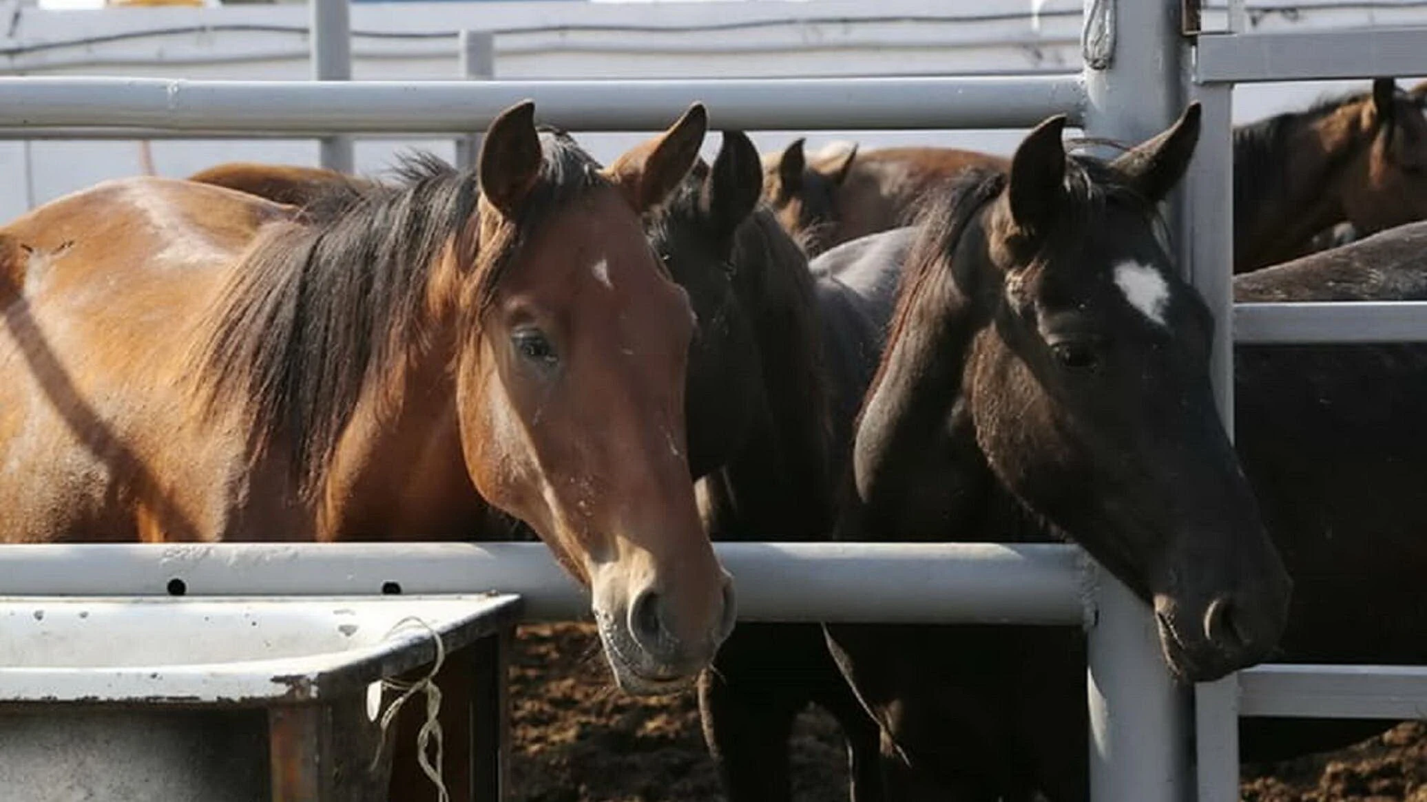 Ábigerge salǵan mal aýrýy