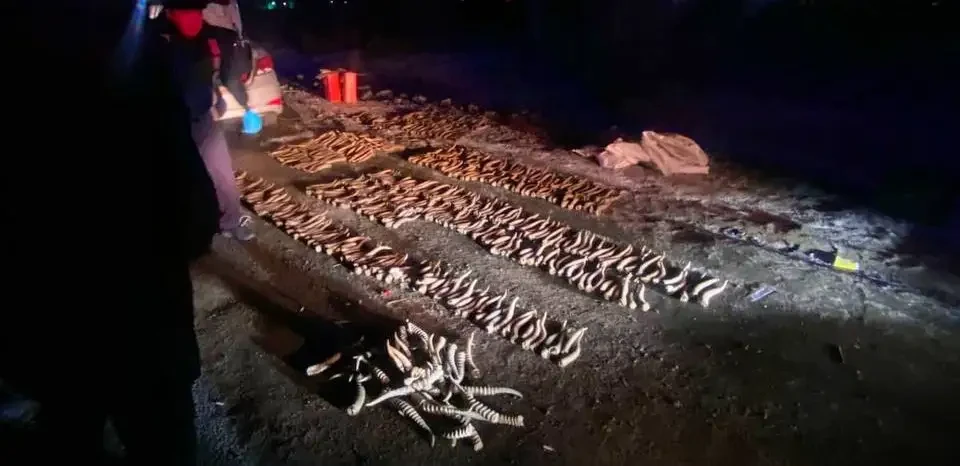 Polıseıler Oral qalasynda 600-deı kıik múıizin tárkiledi