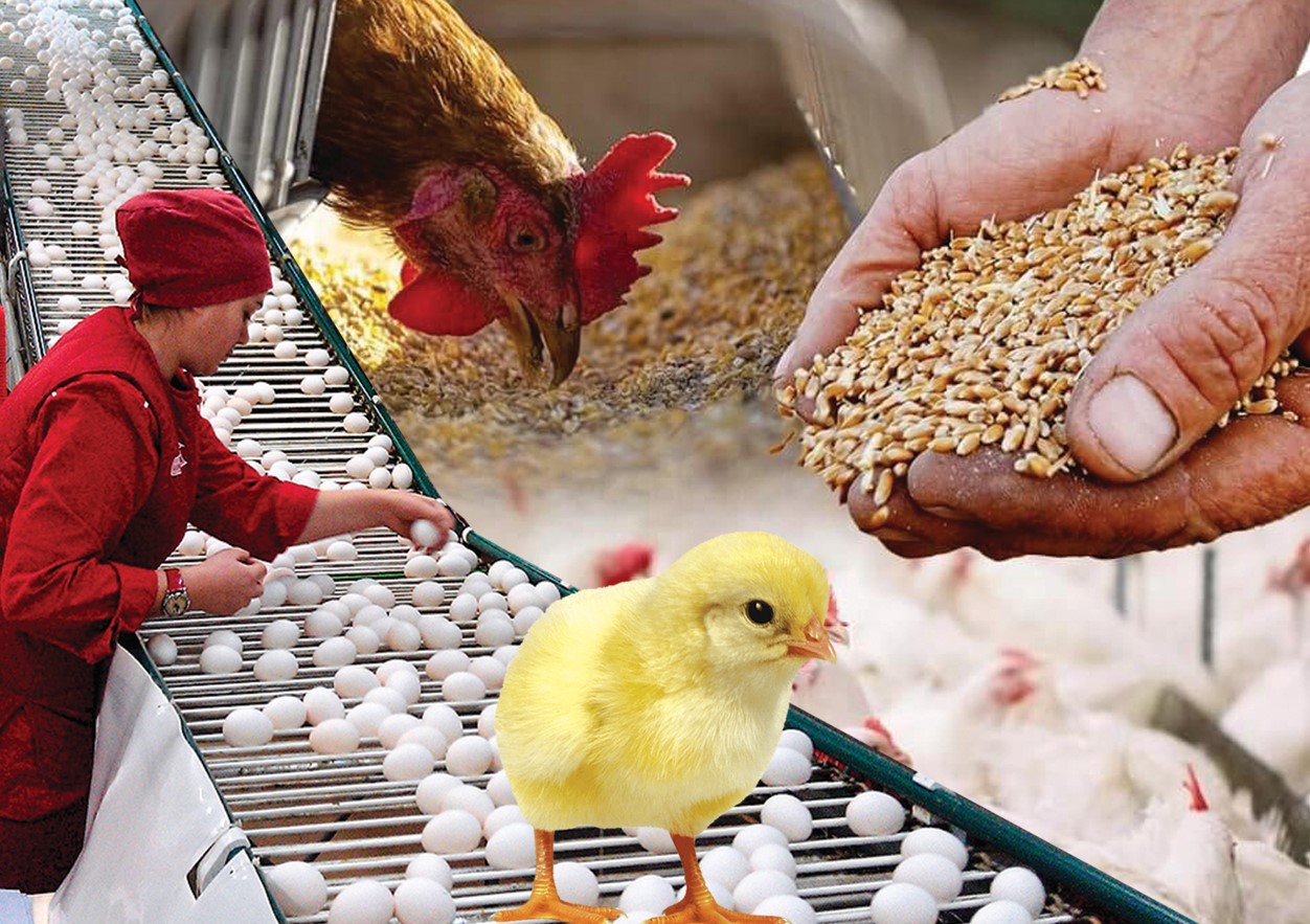 Qus ósirý nege tıimsiz?