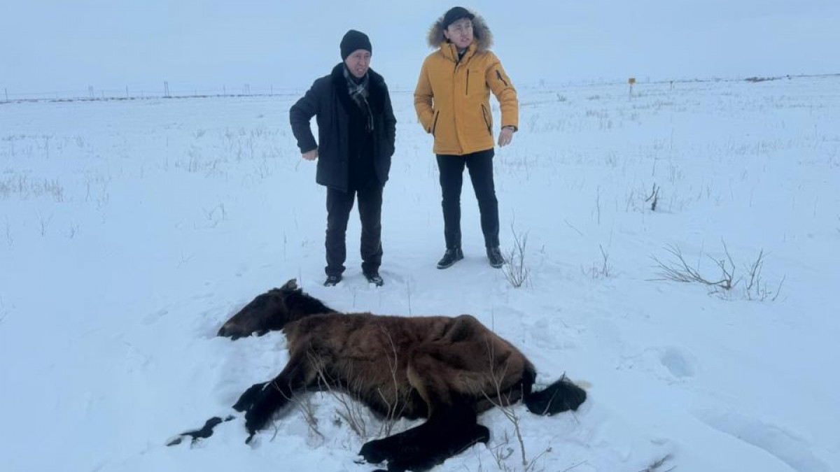 Ulytaý oblysynda jylqylardyń qyrylý sebebi anyqtaldy