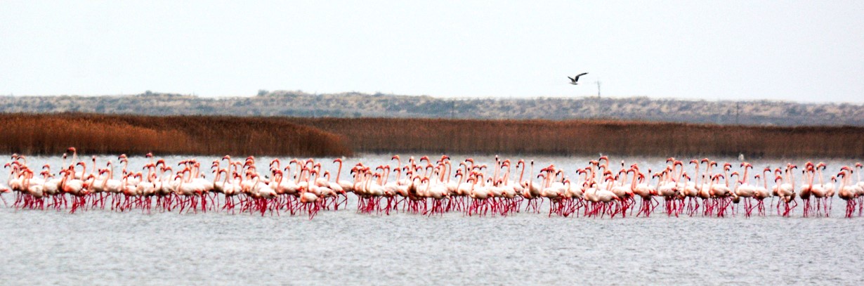 Aıdynǵa qoqıqaz qondy