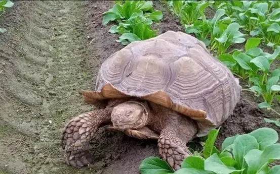 «Tasbaqa jep, jan tapsyrdy»: Balalar qaıtys bolyp, eresekter ýlandy