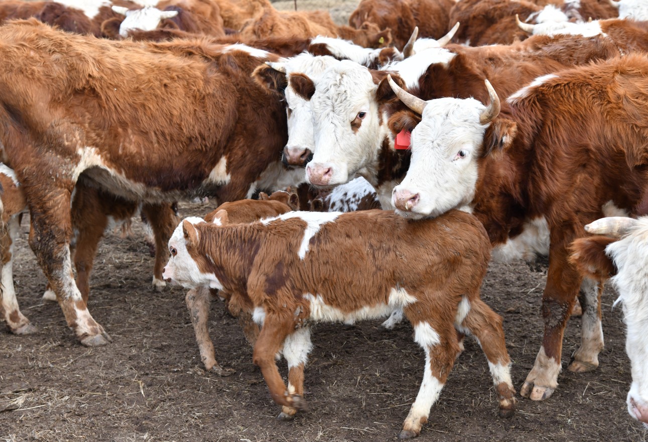 Asyltuqymdy maldyń paıdasy mol