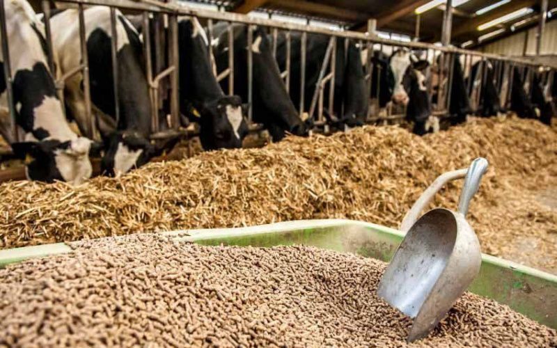 Mal azyǵynyń sapasyn arttyratyn ónim