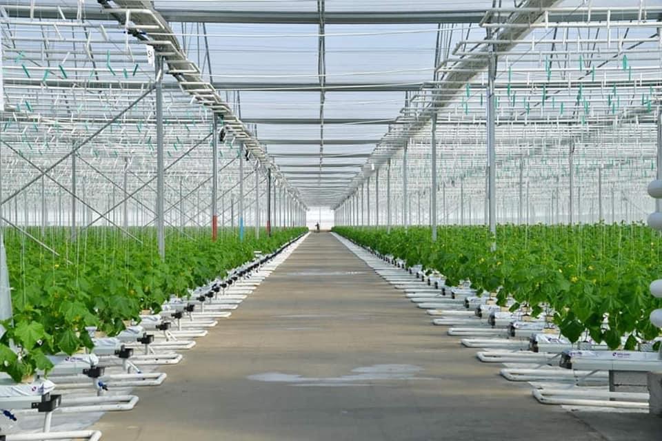 Jylyjaıdyń jemisteri