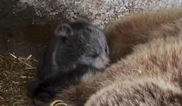 Almatydaǵy zoobaqta eki qonjyq ómirge keldi