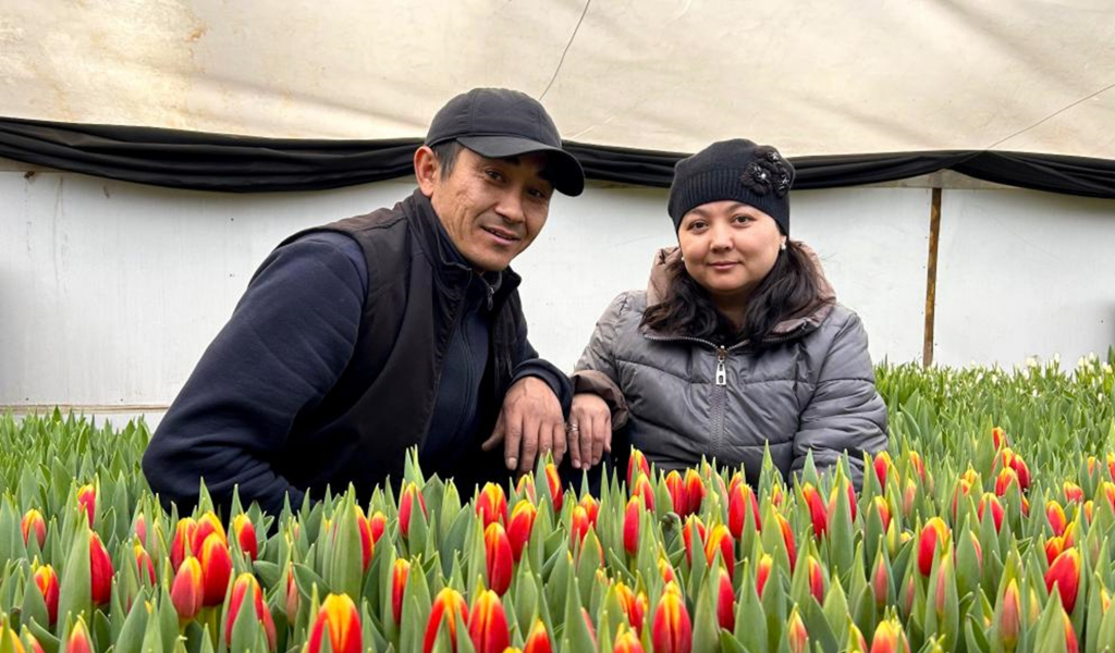 Jetisýǵa jersingen qyzǵaldaq