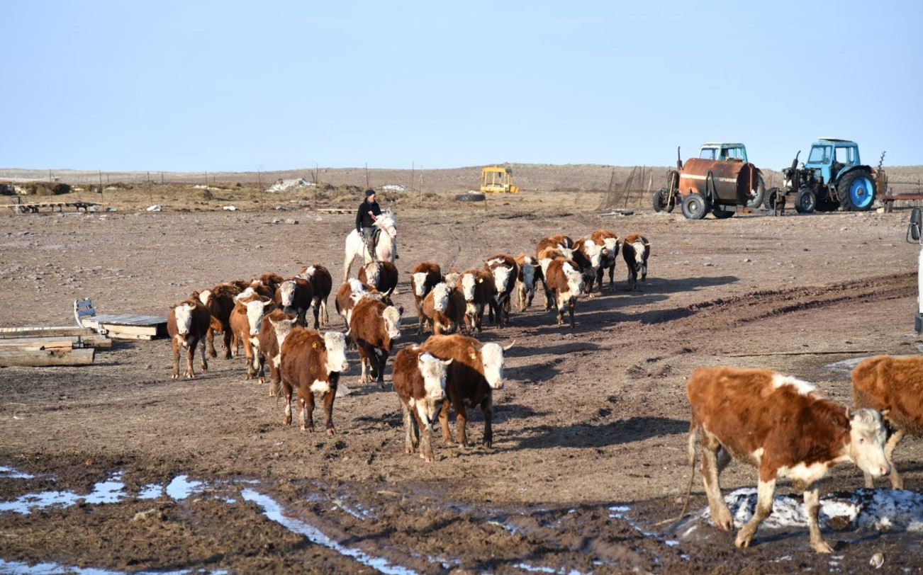 Mal aýrýyn emdeý nazardan tys qalmasyn