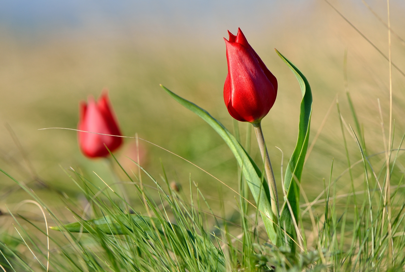 Qyrdyń sáni – báısheshek pen qyzǵaldaq