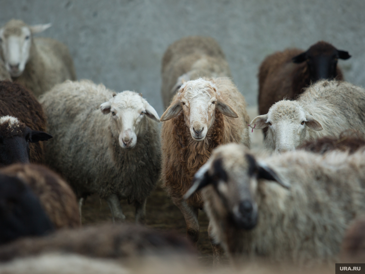 Atyraýda belgisiz jyrtqysh maldy qyryp ketip jatyr