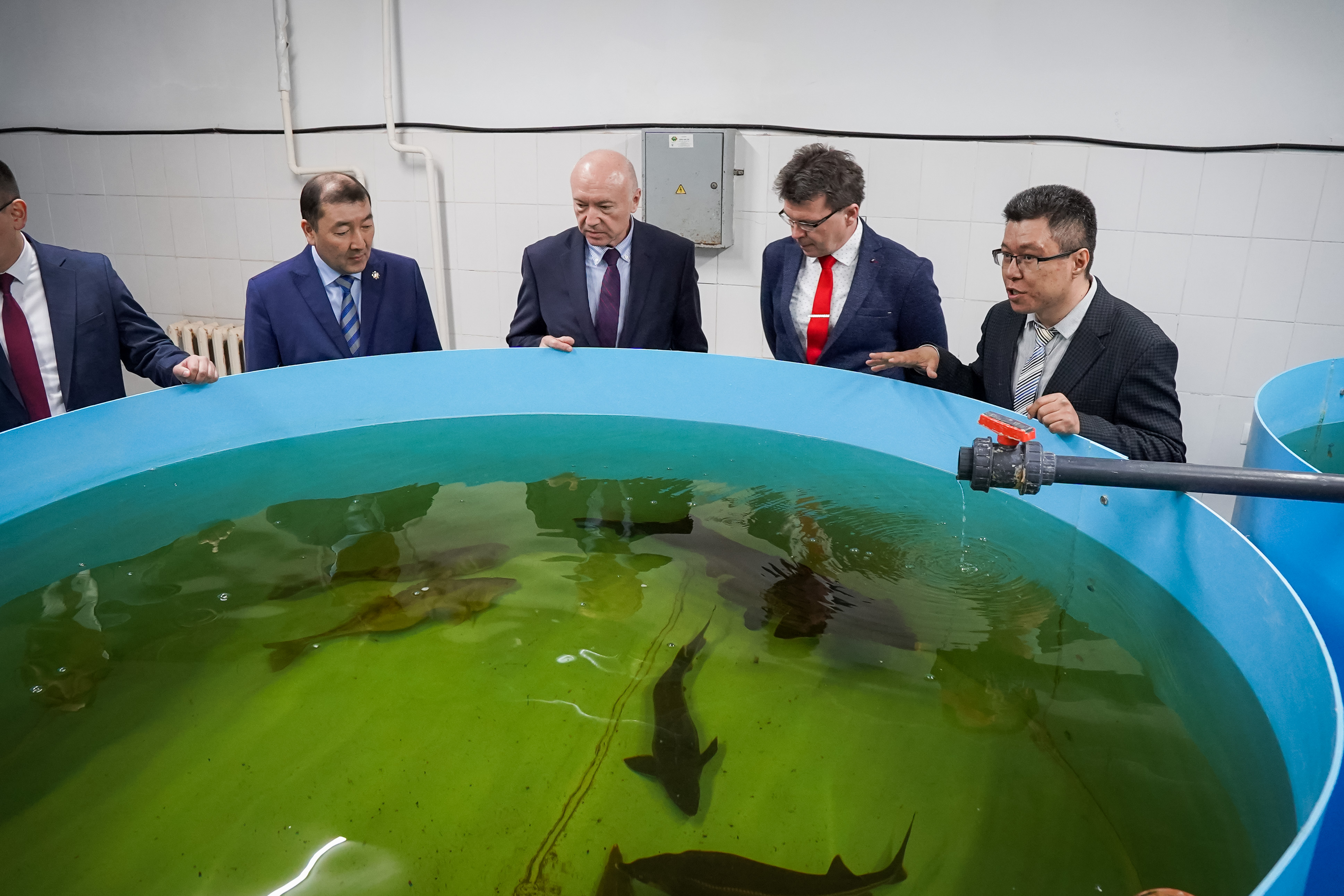 Balyq ósirý – basym baǵyt