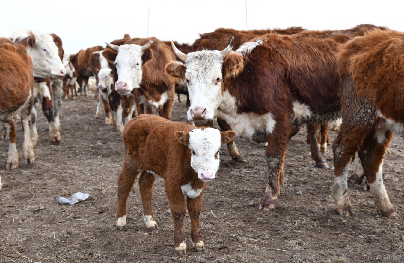 Qaýipti aýrý qozbasyn desek...