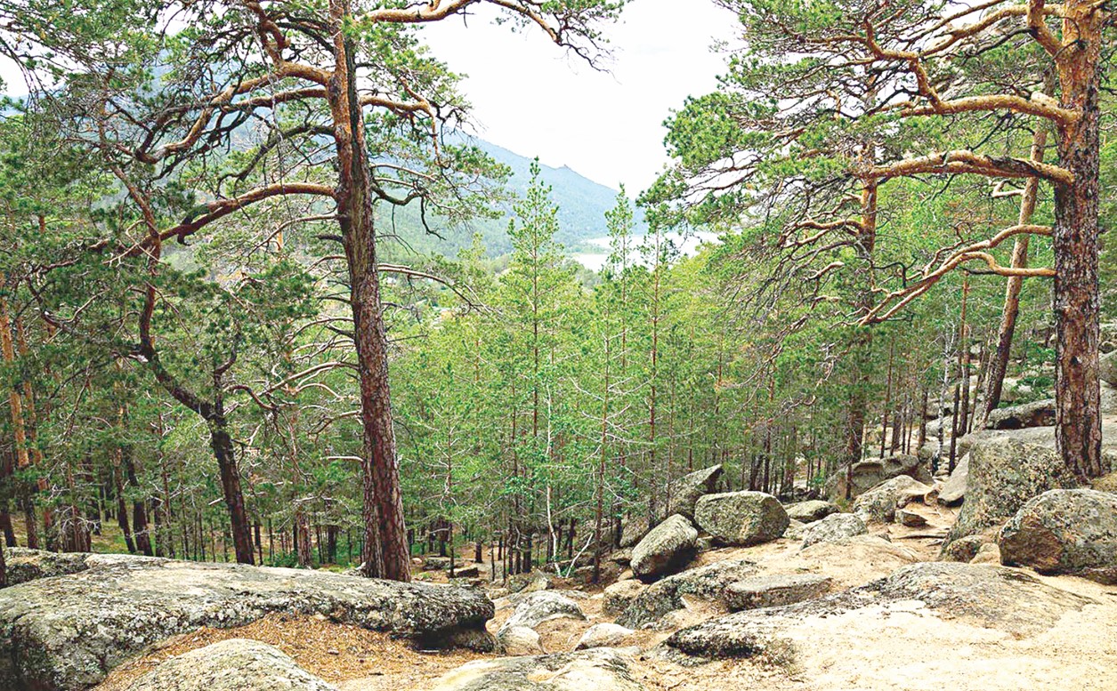 Ormandy saqtaýdyń amaly