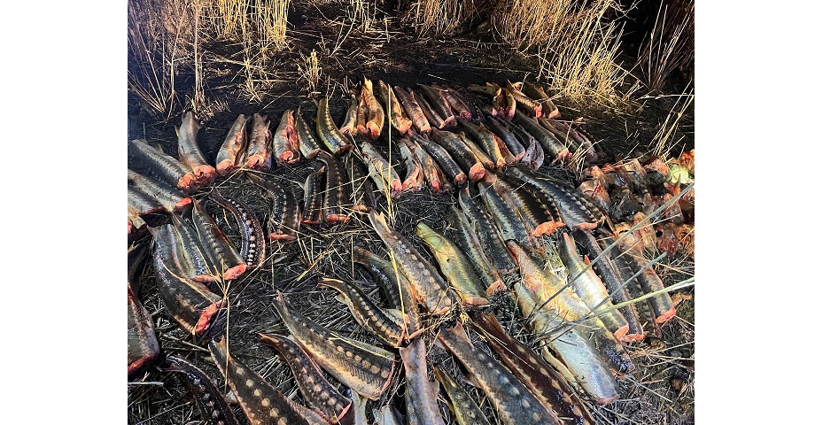 Atyraý oblysynda jarty tonnaǵa jýyq bekire tárkilendi