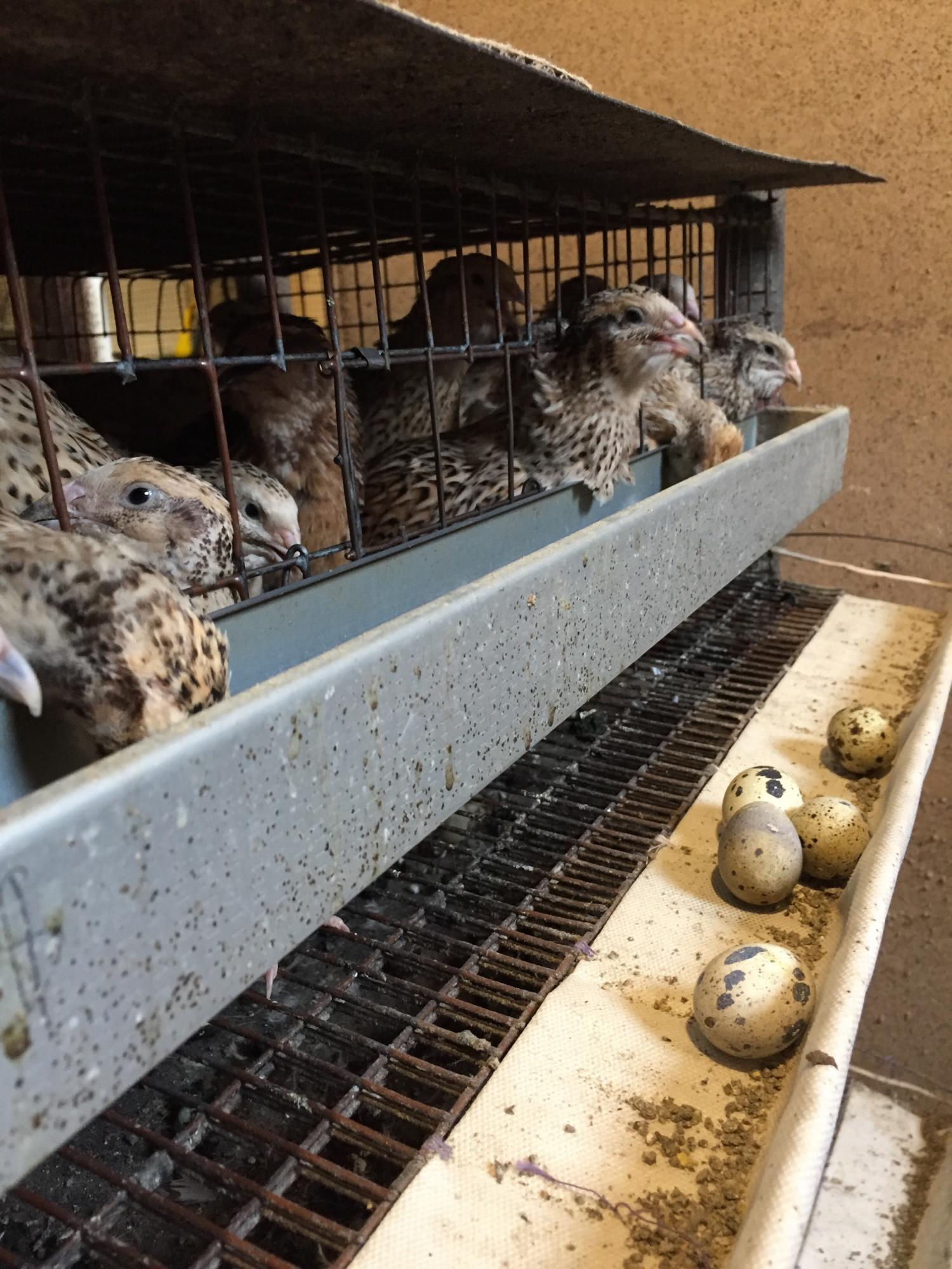 Qus ósirgen qurbylar