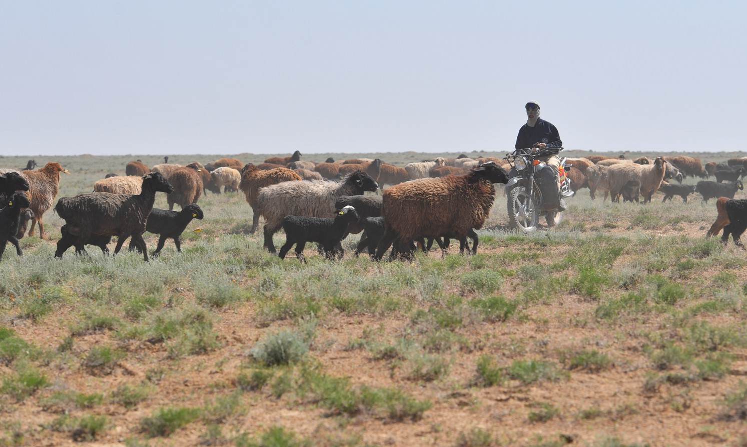 Malsaq qaýymdy ne tolǵandyrady?