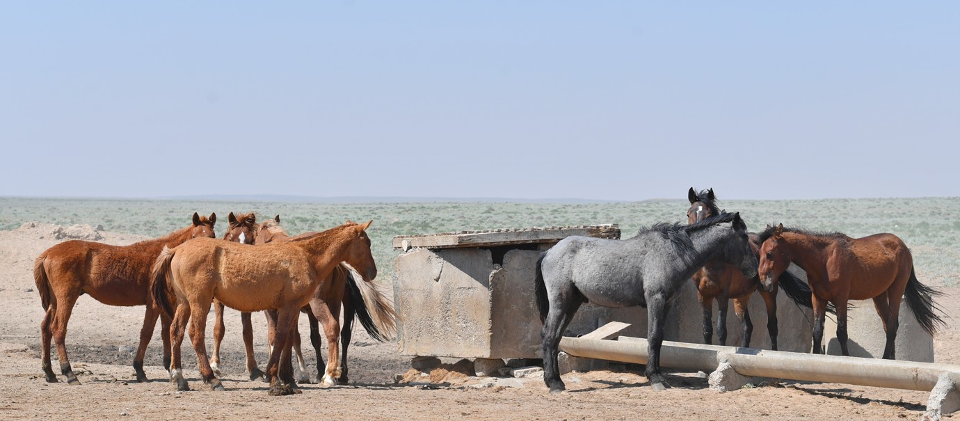 Jylqy janýary járdemge zárý