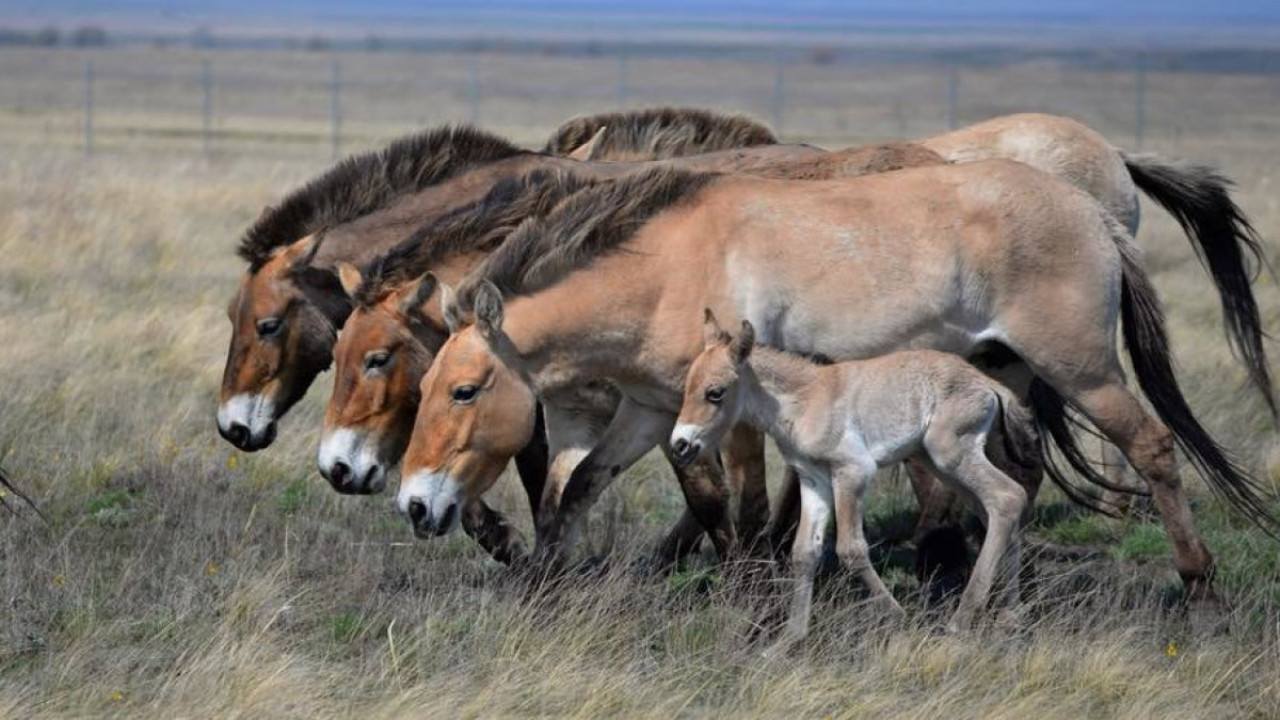 Tarpań tuqymy kóbeıse ıgi
