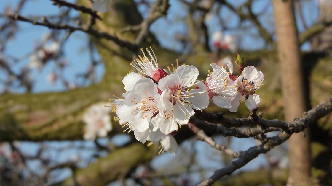 Bıyl órik gúldemedi: Almatylyqtar alańdaýly