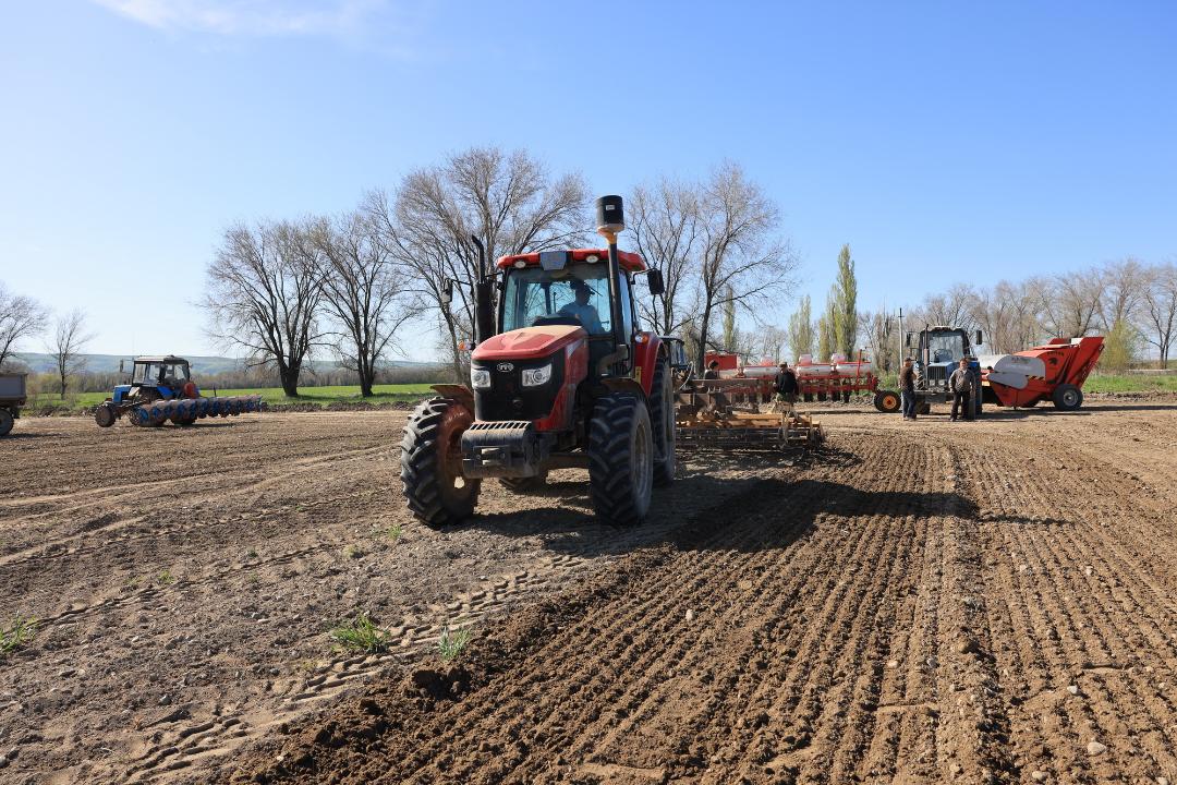 Qant qyzylshasy tuqymynan úmit kóp