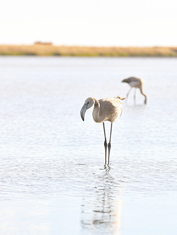 Qorǵaljyn qoqıqazdary