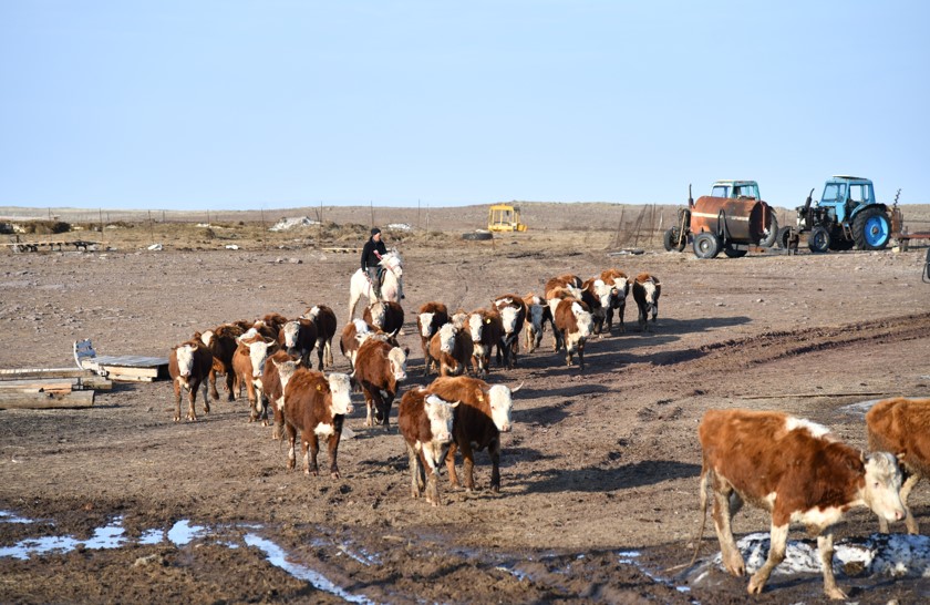 Asyl tuqymdy túlik: Az ba, kóp pe?