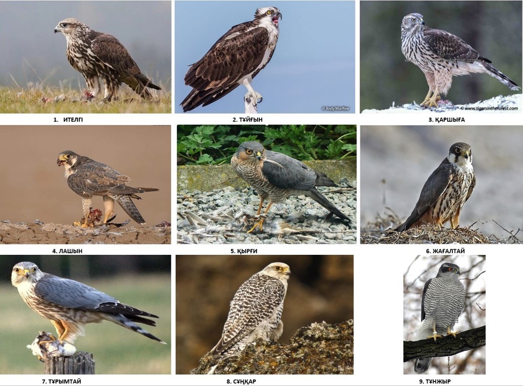 Sháýli qyrandar qandaı qus?