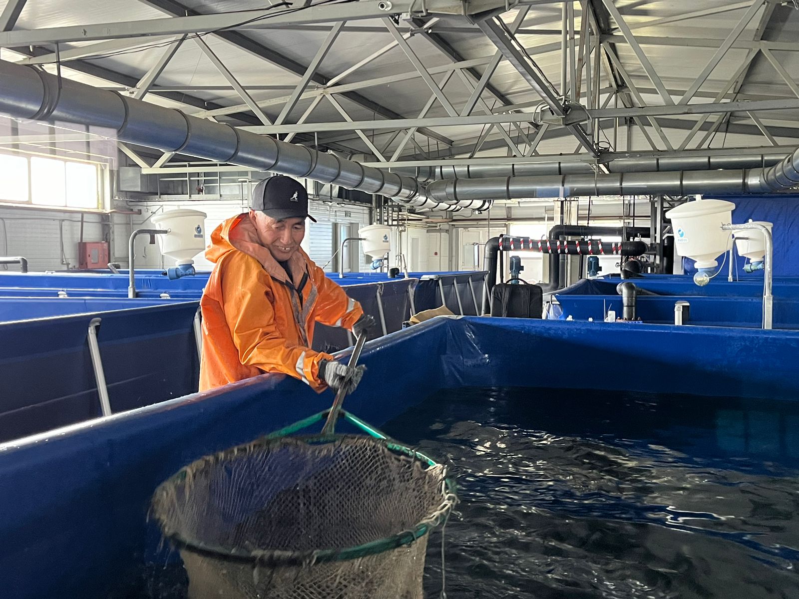 Sibir bekiresi shyǵysta ósiriledi