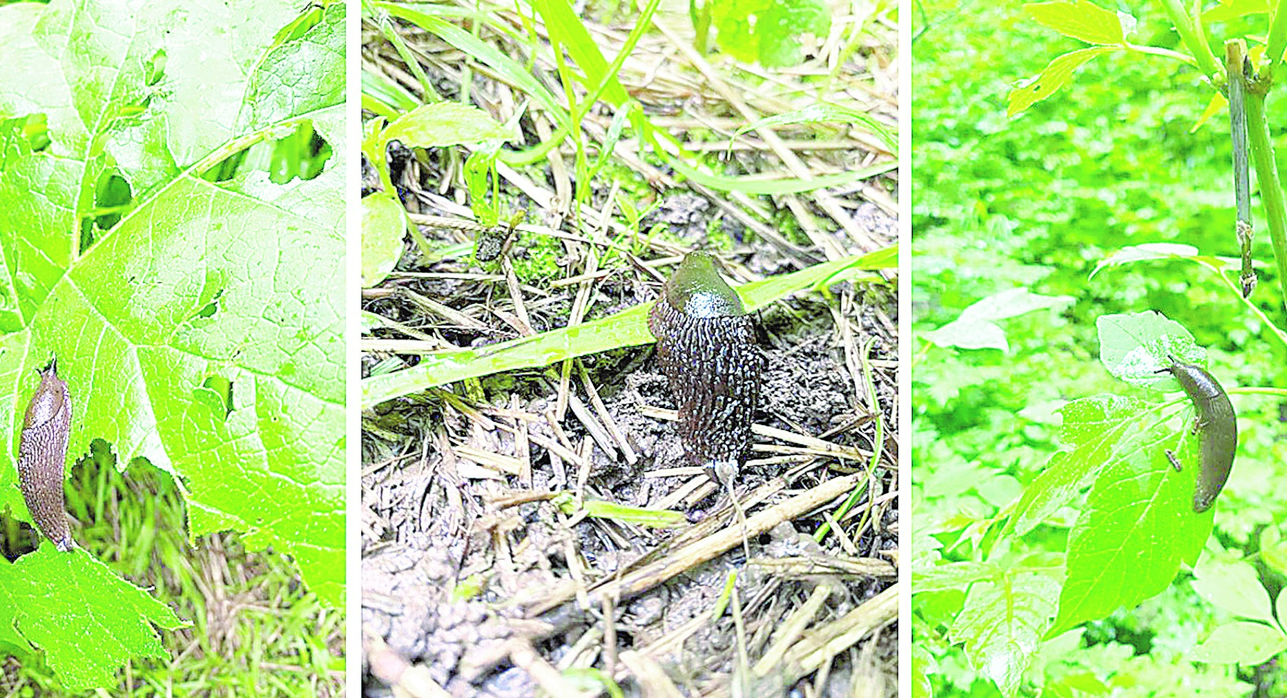 Ormanǵa asa qaýipti ıspan shyryshty ulýy kóbeıip barady