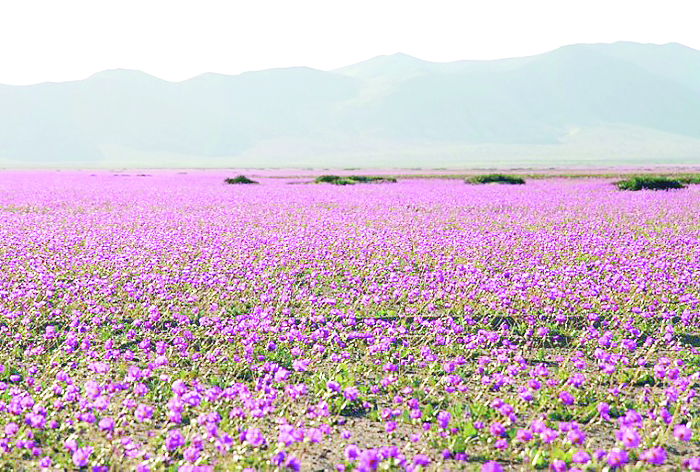 Atakama shóline uzaq jyldan beri alǵash ret gúl shyqty