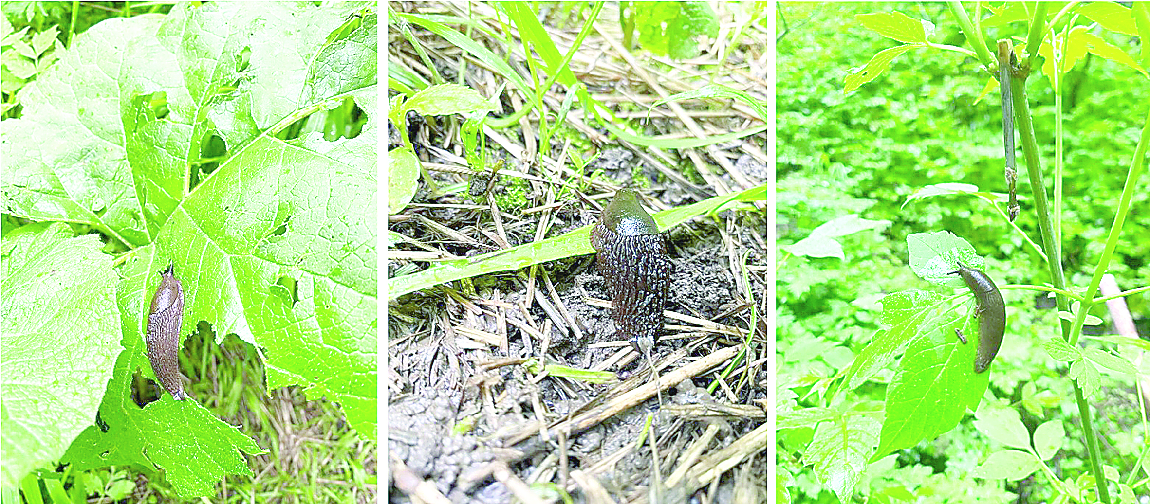 Shyryshty ulýdyń  zııany