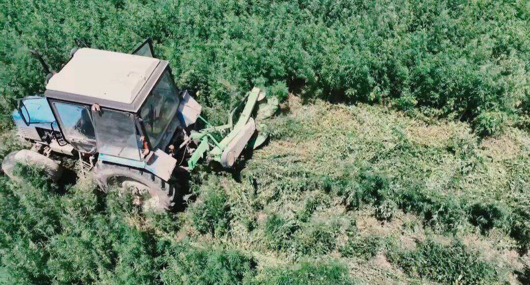 «Qarasora» operasııasy: Polıseıler 13 tonnaǵa jýyq esirtki tárkiledi