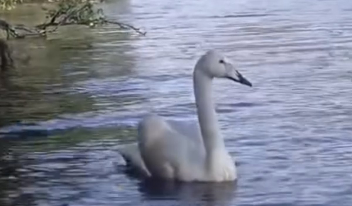 "Býrabaıǵa" Qyzyl kitapqa engen aqqýlar juby ushyp keldi