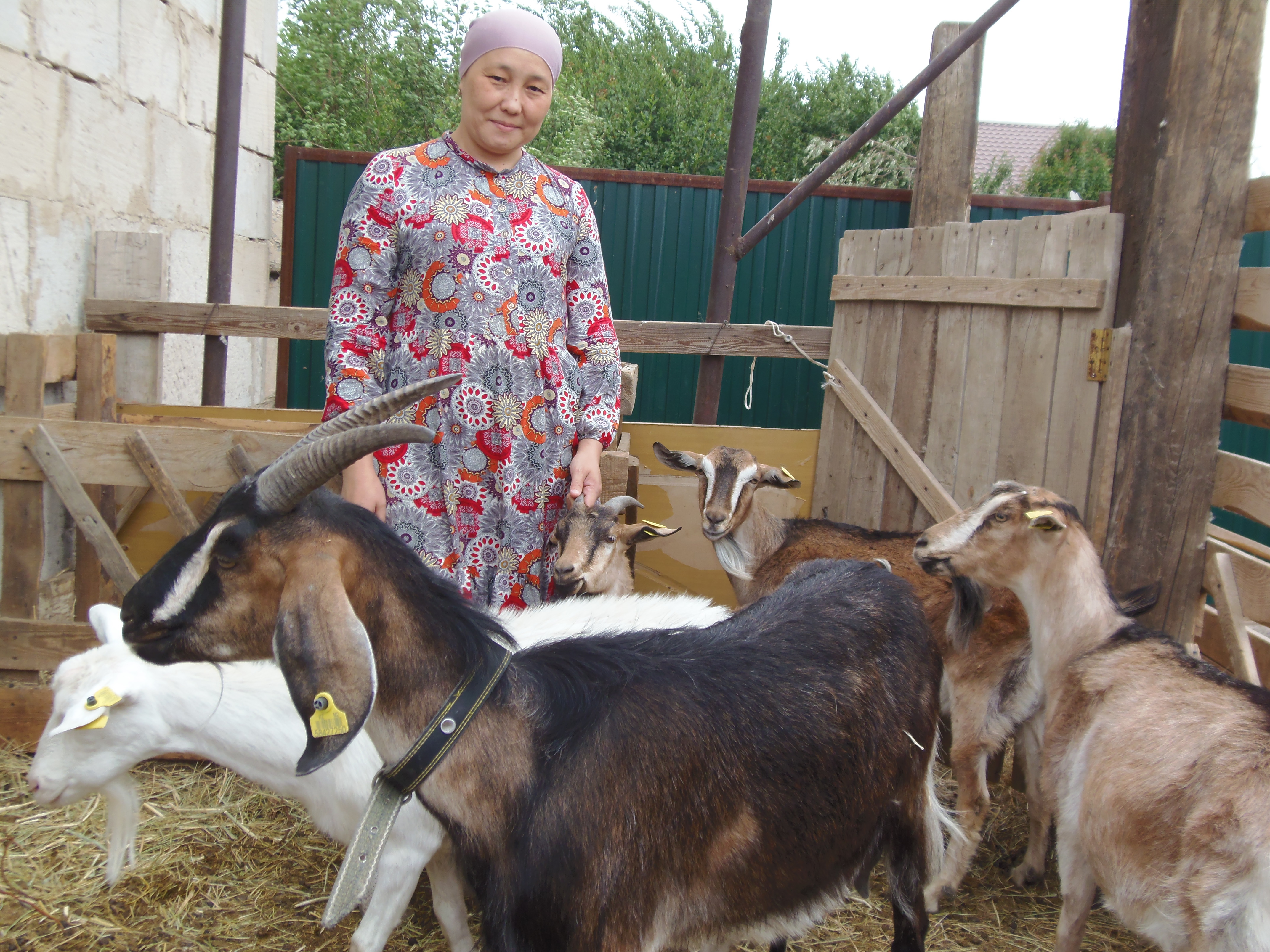 Ebin tap ta, eshki baq!