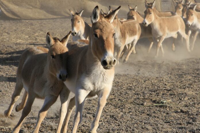 Qulandardy kóshirý máselesi talqylandy