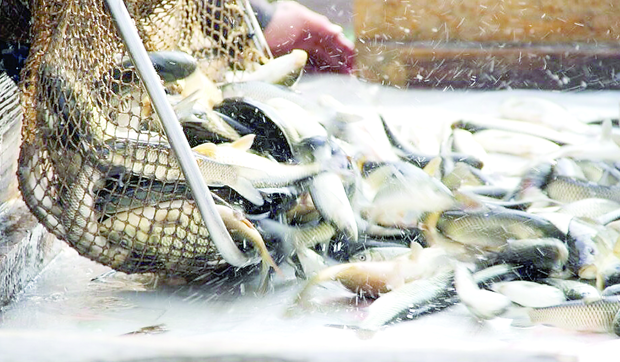 Balyq sharýashylyǵynda betburys baıqalady