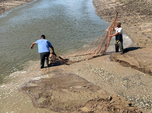 Atyraýdaǵy Saryózek arnasynda balyqtar qyrylyp qalǵan