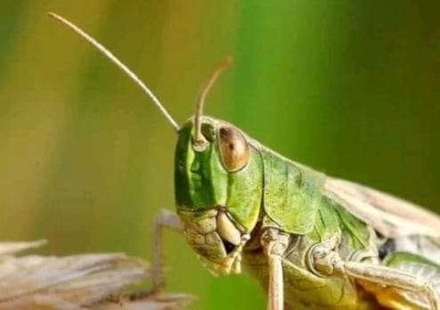 Shegirtkege qarsy 2,8 mln gektar jer óndeldi