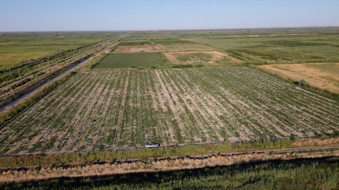 Túrkistanda sý mol, sharýalar razy