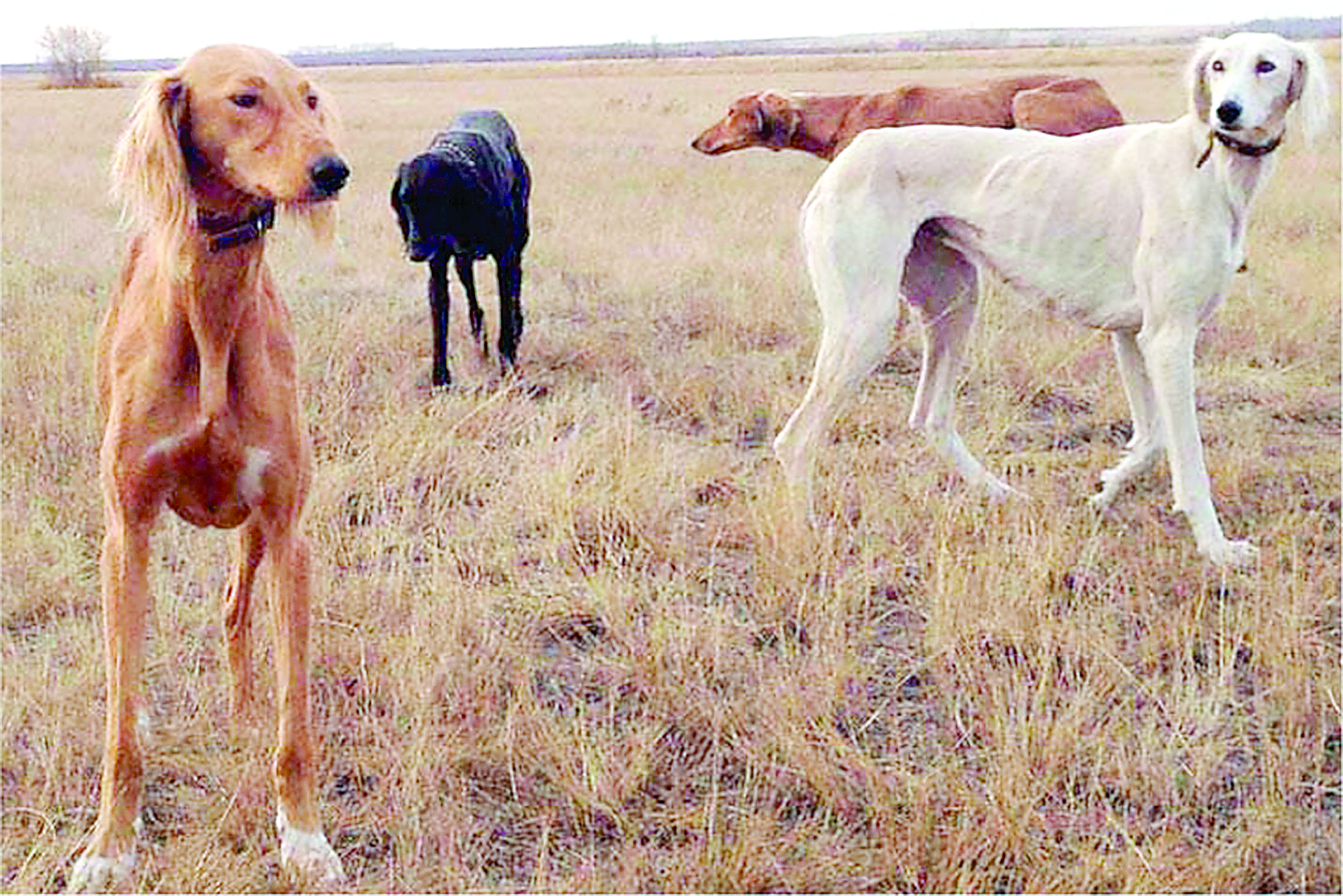 Tazynyń genetıkalyq qurylymyn zerttedi