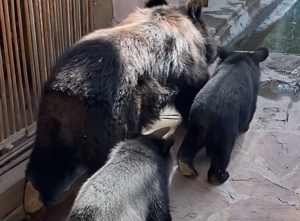 Almaty haıýanattar baǵy Gımalaı aıýynyń qonjyqtaryna qandaı esim berdi